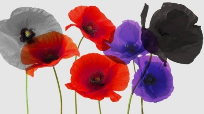 remembrance-day-poppies-colours-their-meanings